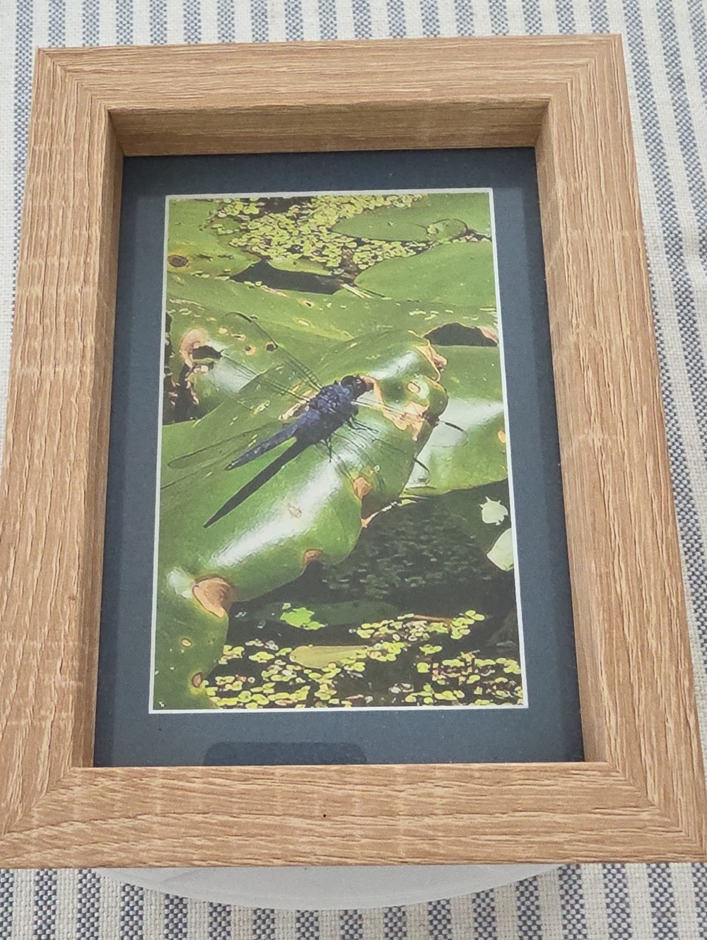 Framed Dragonfly Pond Photography Print